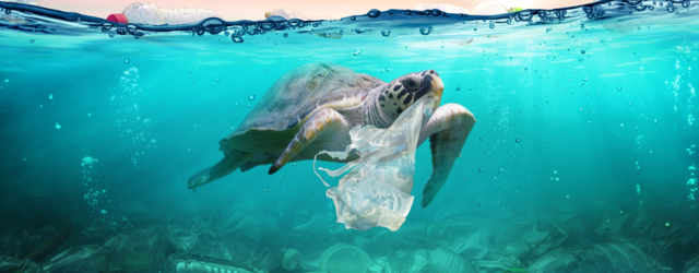 How can there be life below water, without water in the river?